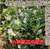 络石藤/风车茉莉 万字银丝金丝茉莉爬藤植物四季常绿 茉莉花盆栽