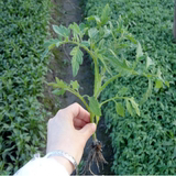 番茄小苗 樱桃番茄 圣女果番茄 阳台盆栽四季种 蔬菜种子 水果苗