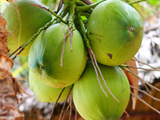 新鲜热带水果 海南椰青新鲜椰子包邮2个天然正宗海南三亚特产批发