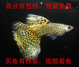 孔雀鱼黄蛇王活体热带鱼观赏鱼种鱼精品纯种批发马赛克蕾丝种鱼