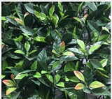仿真植物墙 绿植墙草坪 室内植物 装饰墙 茶树叶大背景墙绿植批发