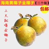 海南水果金椰子黄椰子新鲜水果椰子 椰青新鲜现摘 【3个装包邮】
