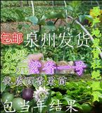 百香果批发阳台庭院盆地栽种绿植物紫香一号爬藤类多肉果树苗包邮