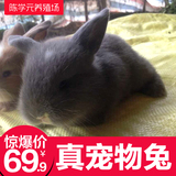 宠物兔 兔子活体 垂耳兔 白色垂耳兔 盖脸猫猫道奇兔荷兰兔 兔子