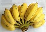 新鲜水果香蕉 小米蕉 皇帝蕉 粉蕉 西贡蕉芭蕉批发包邮