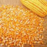 普通玉米粒农家自产散装宠物粮有机玉米鸽子兔子饲料新玉米籽粗粮