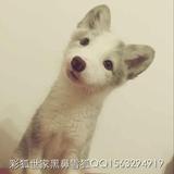 彩狐世家 宠物狐狸  宠物狐狸活体白狐雪狐熊猫狐赤狐 宝宝预订