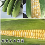 武汉特产新鲜超甜玉米 现摘水果玉米 新鲜玉米棒农家绿色食品9斤