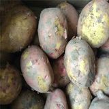 新鲜土豆，自家种植，30元8斤，红皮黄心土豆包邮