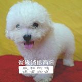 出售精品纯种卷毛比熊犬幼犬 宠物狗狗 活体 小型犬006