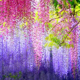 包邮紫藤种子高档爬藤植物 花种子重瓣紫藤花苗花卉种子 10粒装