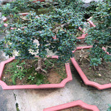 福建茶盆景树桩,茶树盆景,微造型创意办公室茶花桌面盆栽花卉景观