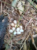 纯种茶花鸡受精蛋种蛋原鸡受精蛋种蛋跑山鸡受精蛋