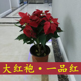 一品红圣诞花万年红室内花卉绿植盆栽年宵花开花植物盆景包邮
