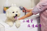 促销 上海宠物狗狗美容服务 宠物狗狗清洁 狗狗专业洗澡