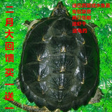 北美小鳄鱼龟活体小鳄龟苗大鳄龟鳄鱼龟4-16cm送龟粮两只包邮