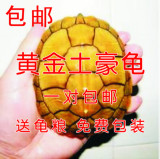 包邮 黄金巴西龟彩龟 活体 情侣巴西龟  外塘巴西龟 巴西龟苗