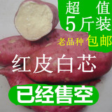 山东农家土特产新鲜红薯红皮白心生地瓜番薯山芋有机【5斤装包邮