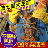 鲜活进口波士顿大龙虾一只750g超大个头大虾顺丰包邮海鲜送礼年货