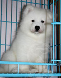 上海纯种萨摩犬出售/萨摩幼犬/萨摩耶宠物狗狗/上海本地犬舍