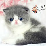 *爱莎猫苑的加菲猫*单CFA纯种蓝白异国短毛/宠物活体幼猫DD(天津)