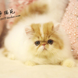 *爱莎猫苑的加菲猫*纯种红白异国长毛活体宠物/单CFA波斯DD(杭州)