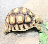 乌龟 宠物龟活体 陆龟活体 素食龟 水龟 观赏龟 吃菜龟巴西龟草龟