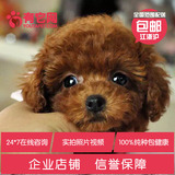 有它网茶杯宠物狗狗灰色红玩具活体泰迪巨型贵宾犬出售纯种幼犬M