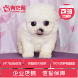 有它网出售茶杯宠物狗灰色红玩具活体泰迪狗巨型贵宾纯种幼犬32j