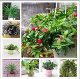 桌面盆栽防辐射植物/牡丹吊兰/银皇后/绿萝含盆含土24种植物可选