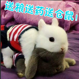 纯种迷你宠物兔子活体 送仓鼠垂耳兔侏儒兔 爱心公益保护活体宠物