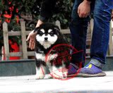 巨型阿拉斯加幼犬雪橇犬 包纯种健康 十字脸 高品质 赛级