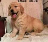金毛犬纯种幼犬宠物出售家养活体长毛黄金巡回犬导盲犬狗狗送货