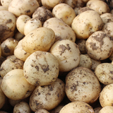 现挖现卖农家自种蔬菜有机黄心小土豆非转基因5斤新鲜洋芋马铃薯