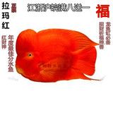 中大型热带观赏鱼爆头红财神起头鹦鹉鱼 AAA级台湾鼓头风水招财鱼