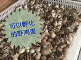 30包邮野鸡蛋种蛋孵化山鸡七彩山鸡受精蛋野鸡苗出壳率高受精率高