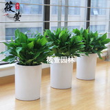 室内吸甲醛净化空气植物 广东万年青 好养办公室前台盆栽花卉绿植
