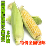 云南农家现摘水果玉米 甜玉米新鲜蔬菜粗粮非糯玉米棒特价8斤包邮