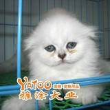 纯种健康的金吉拉活体宠物小猫咪幼猫可视频支持支付宝11年老店
