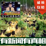 当天纯天然树林散养草柴山鸡蛋农家自养土鸡蛋当天新鲜月子笨鸡蛋