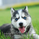 三火蓝眼哈士奇雪橇犬 哈士奇幼犬出售 哈士奇纯种幼犬 宠物狗狗