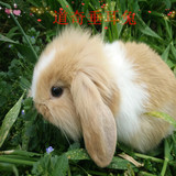 纯种道奇兔 宠物兔 熊猫兔 公主兔 小白兔 垂耳兔毛毛兔活体健康