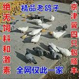 【健康无忧】纯正农村放养土鸽子乳鸽老鸽子飞鸽（ 孕产妇必备）