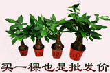 北京大小型绿植花卉批发家居风水之物步步高水培土培发财树小盆栽