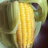 东北特产农家新鲜玉米棒糯玉米甜嫩水果玉米棒非转基因甜玉米5棒