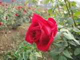墨红玫瑰花苗常年开花 可食用玫瑰花 云南鲜花美观净化空气 特价