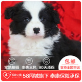 【58心宠】纯种边牧单血统幼犬出售 宠物狗狗活体 上海包邮