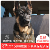 【58心宠】纯种德国牧羊犬宠物级幼犬出售 宠物狗狗活体 上海包邮