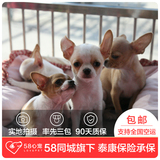 【58心宠】纯种吉娃娃单血统幼犬出售 宠物狗狗活体 成都包邮