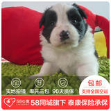 【58心宠】纯种边牧双血统幼犬出售 宠物狗狗活体 上海包邮